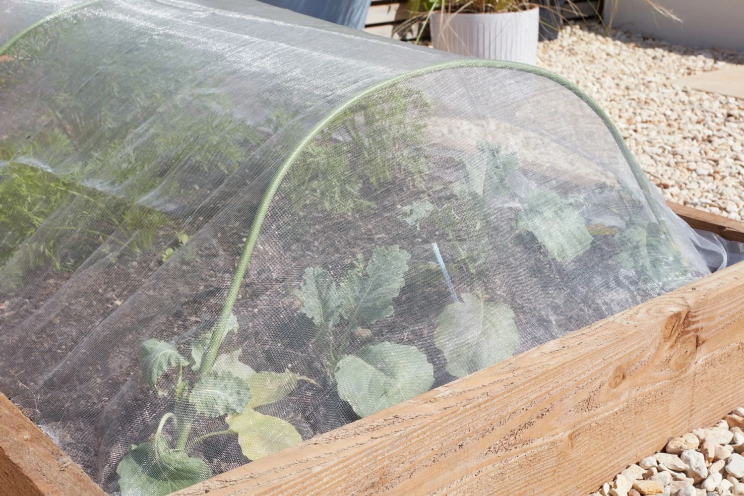 Smart Garden Insect Guard For Carrot Fly 6 Smart Garden Insect Guard For Carrot Fly - Image 4