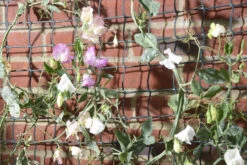 Smart Garden 5m X 1m Garden Mesh Green 5 Smart Garden 5m X 1m Garden Mesh Green -Pro Tool Hub SMA0405 1 23220.1687268365