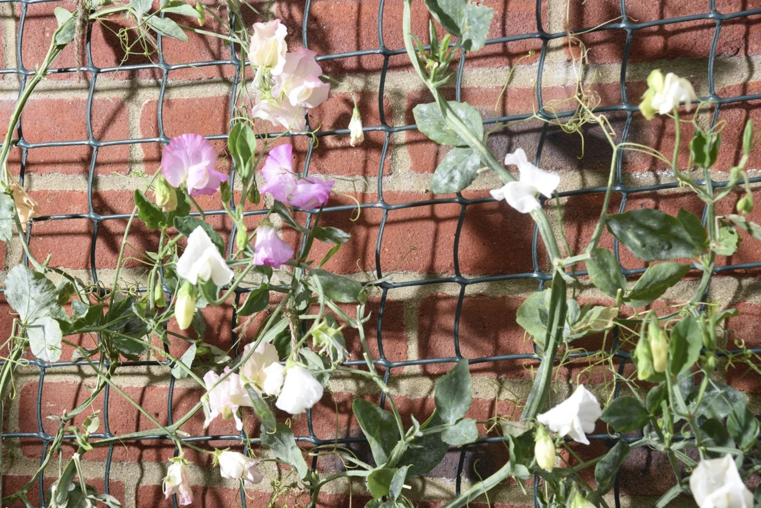 Smart Garden 5m X 1m Garden Mesh Green 4 Smart Garden 5m X 1m Garden Mesh Green - Image 2