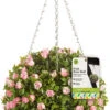 Smart Garden Topiary Ball Pink Rose 30cm -Pro Tool Hub SMA0582 50124.1681163083