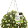 Smart Garden Topiary Ball White Rose 30cm -Pro Tool Hub SMA0584 55007.1681163085
