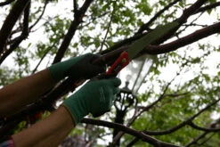 Wilkinson Sword Folding PruningSaw 7 Wilkinson Sword Folding PruningSaw -Pro Tool Hub WLS0036 2 49926.1677446230